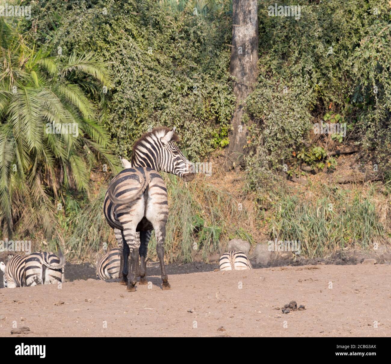 Zebra am schlammigen Wasserloch mit grünen Flusspflanzen und einer zebra steht starrend und stellt sicher, dass keine Gefahr näher kommt Stockfoto