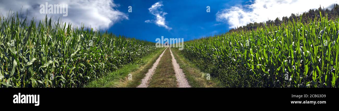 Panorama in hoher Auflösung von einem Feldweg zwischen Maisfeldern, zentrale Perspektive Stockfoto