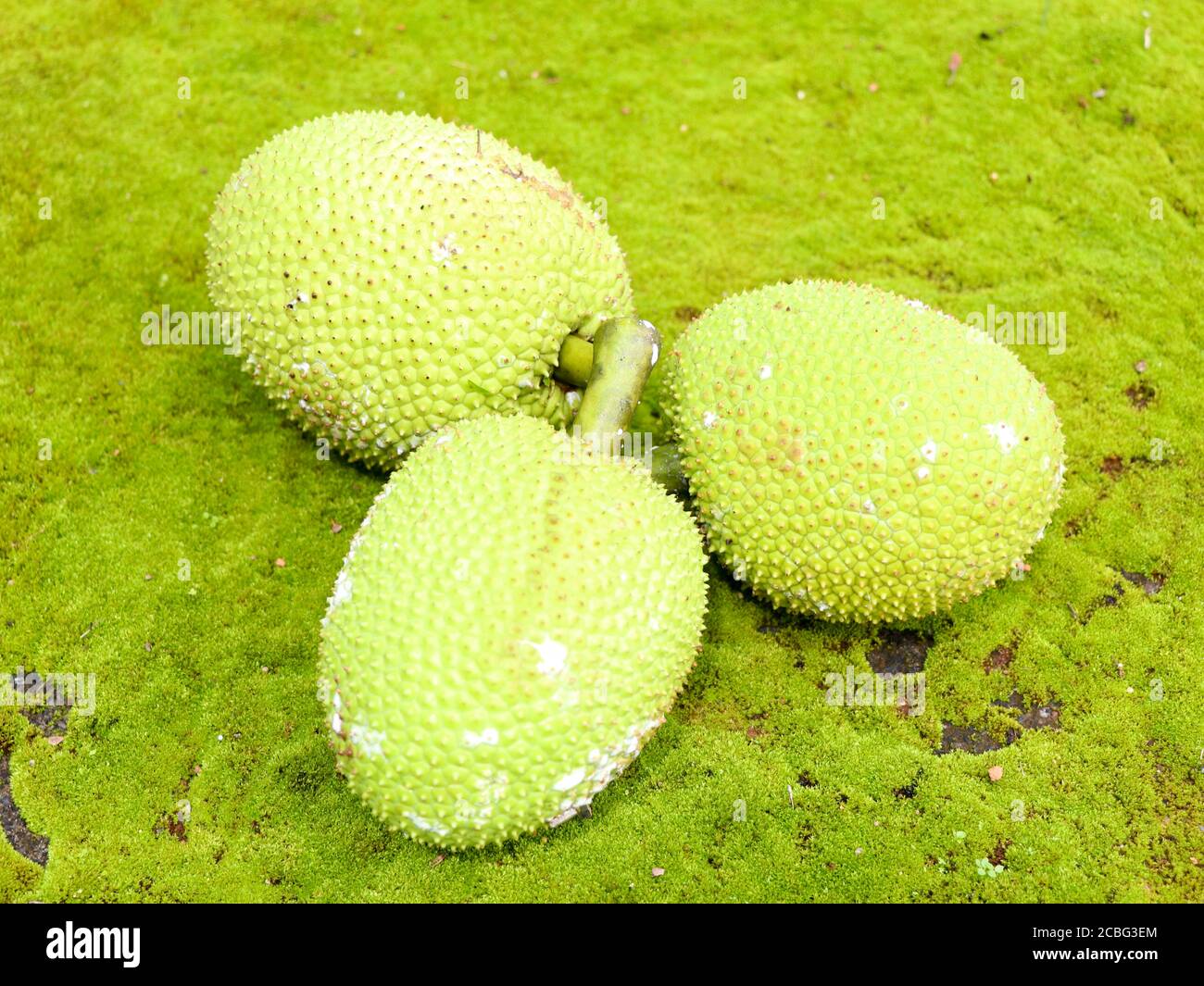 Rohe Brotfrucht (Artocarpus altilis) im grünen Mooshintergrund gehalten. Es gehört zur Familie der Maulbeere und Jackfrucht, selektiver Fokus Stockfoto