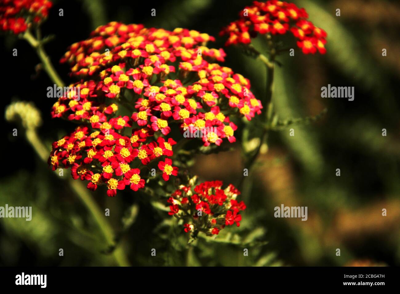 Rote Samt-Schafgarbe-Blüten Stockfoto