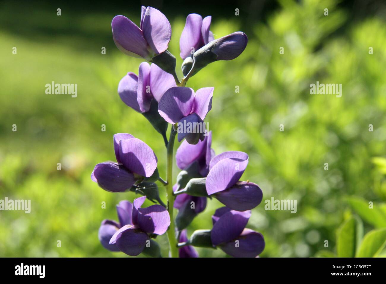 Baptizia australis (Falsche Indigo) Blume Stockfoto