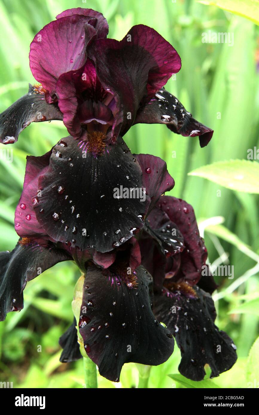 Dunkelviolette Iris nach dem Regen Stockfoto