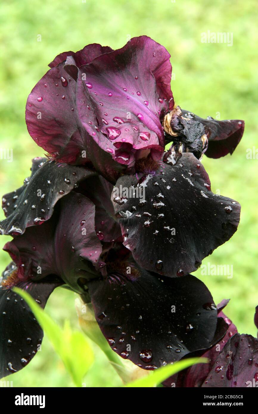 Dunkelviolette Iris nach dem Regen Stockfoto