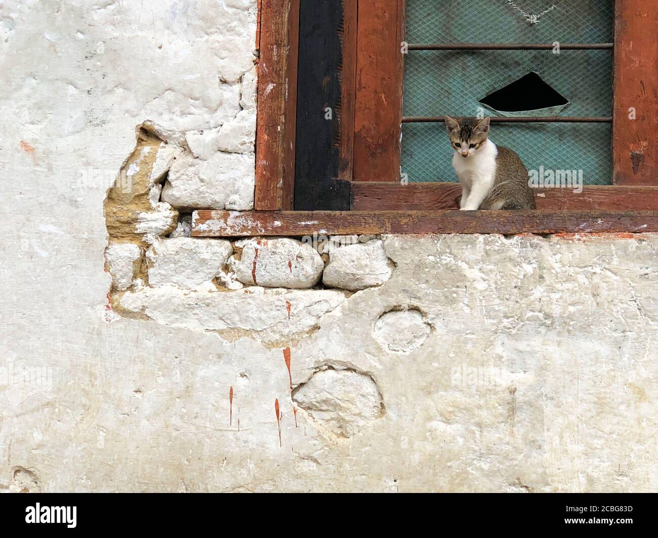 Streunende Kätzchen auf der Fensterbank Stockfoto