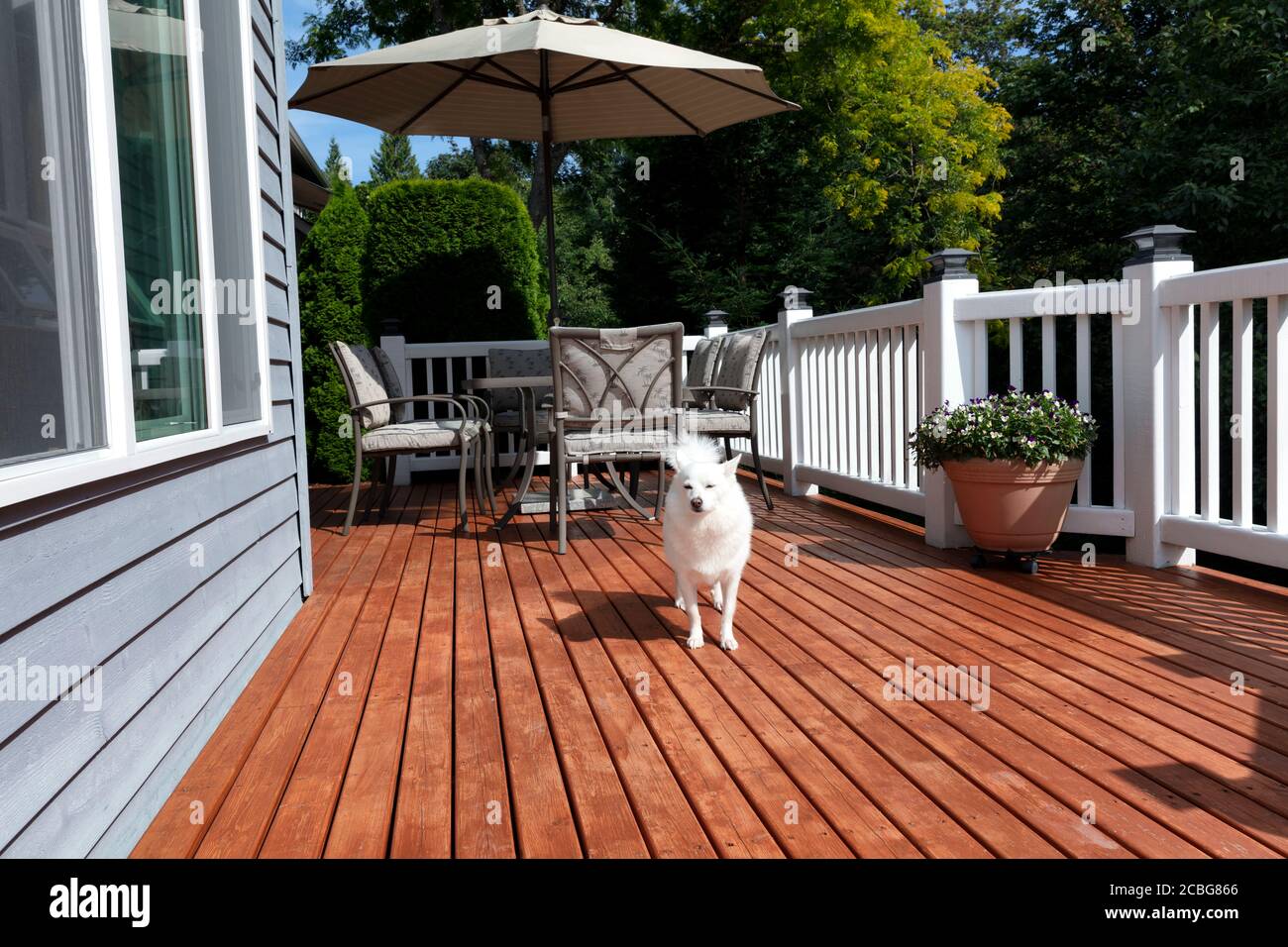 Weißer Familienhund draußen auf der Terrasse während der Sommerzeit Stockfoto