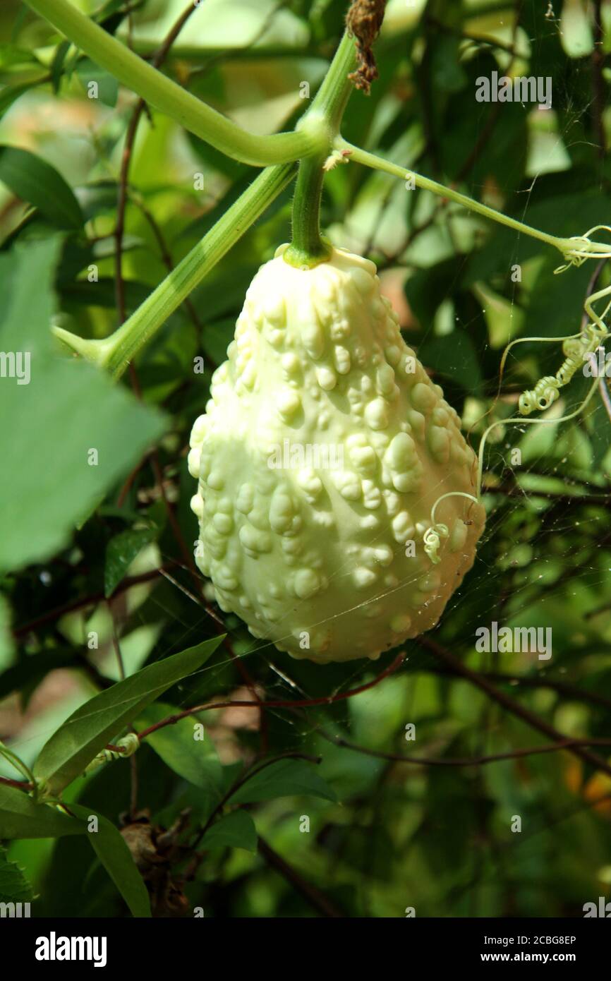 Kleiner Zierkürbis, der auf der Rebe wächst Stockfoto