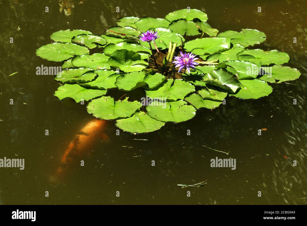 Star Lotus Blüte / Nymphaea nouchali Stockfoto