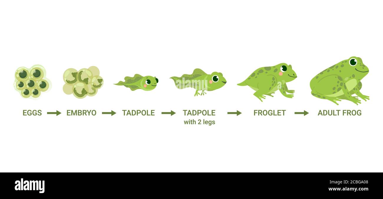 Frosch Lebenszyklus. Eiermassen, Kaulquappe, Froglet, Frosch-Metamorphose. Wildwasser Tiere, Entwicklung Entwicklung Kröten Cartoon Vektordiagramm Stock Vektor