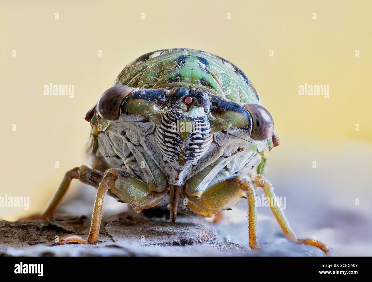 WESTERN Dusk Singing Cicada (Megatibicen resh) Vorderansicht extreme Nahaufnahme. Makrobild mit gestapeltem Foto und Kopierbereich. Gefunden in Nordamerika. Stockfoto