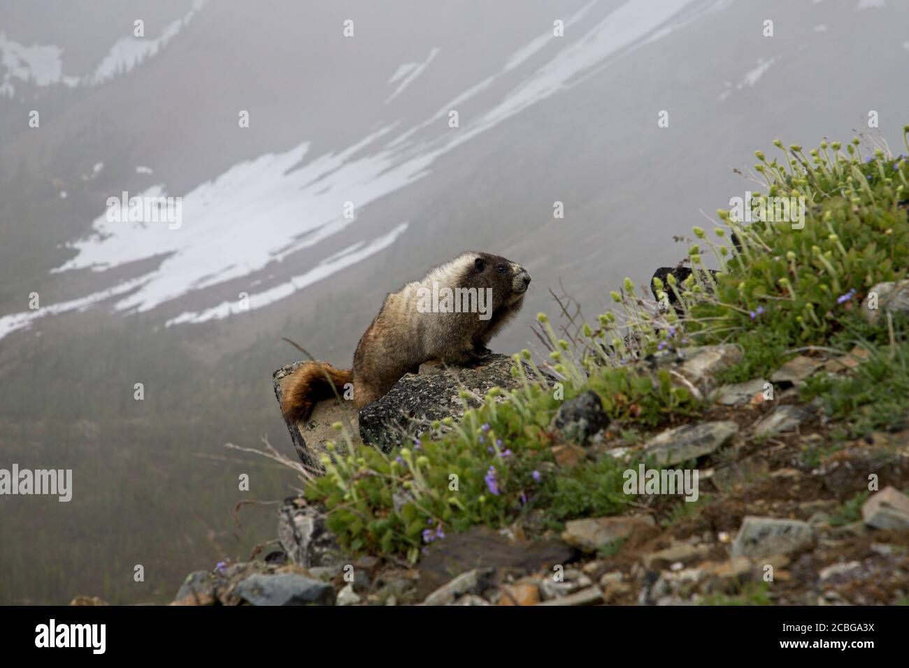 17. Juli 2020 Marmot auf dem Tatie Peak Stockfoto