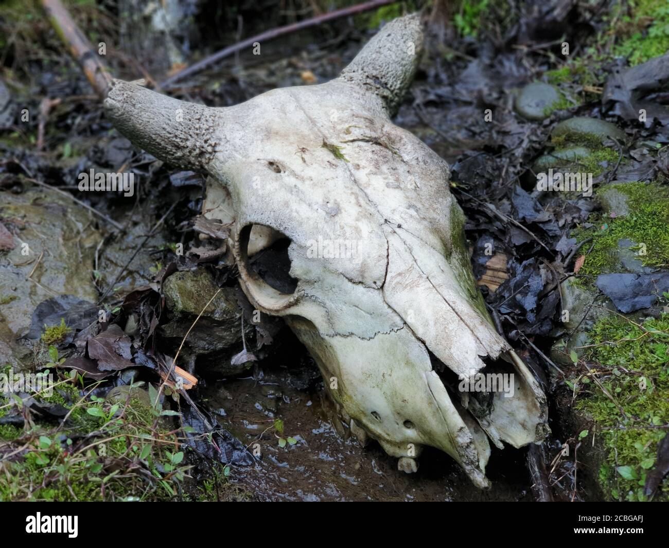 Schadel Vogel Stockfotos Und Bilder Kaufen Alamy