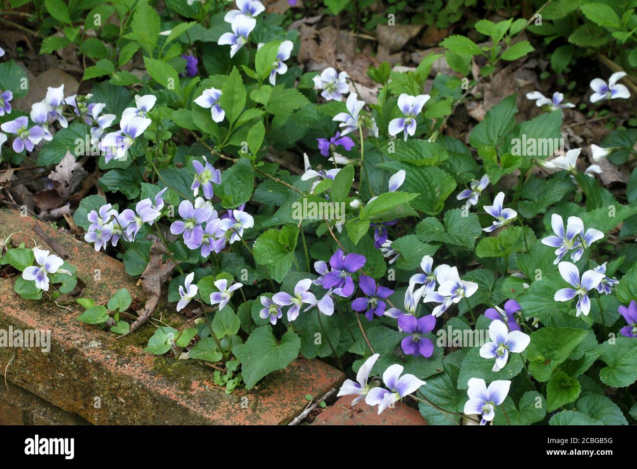 Veilchen in Blüte Stockfoto