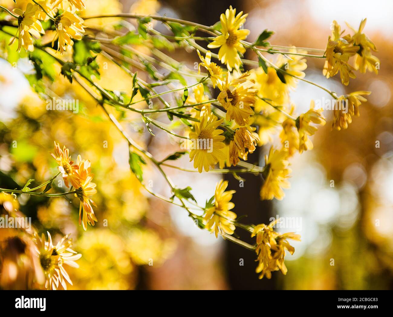 Gelbe herbstblumen -Fotos und -Bildmaterial in hoher Auflösung – Alamy