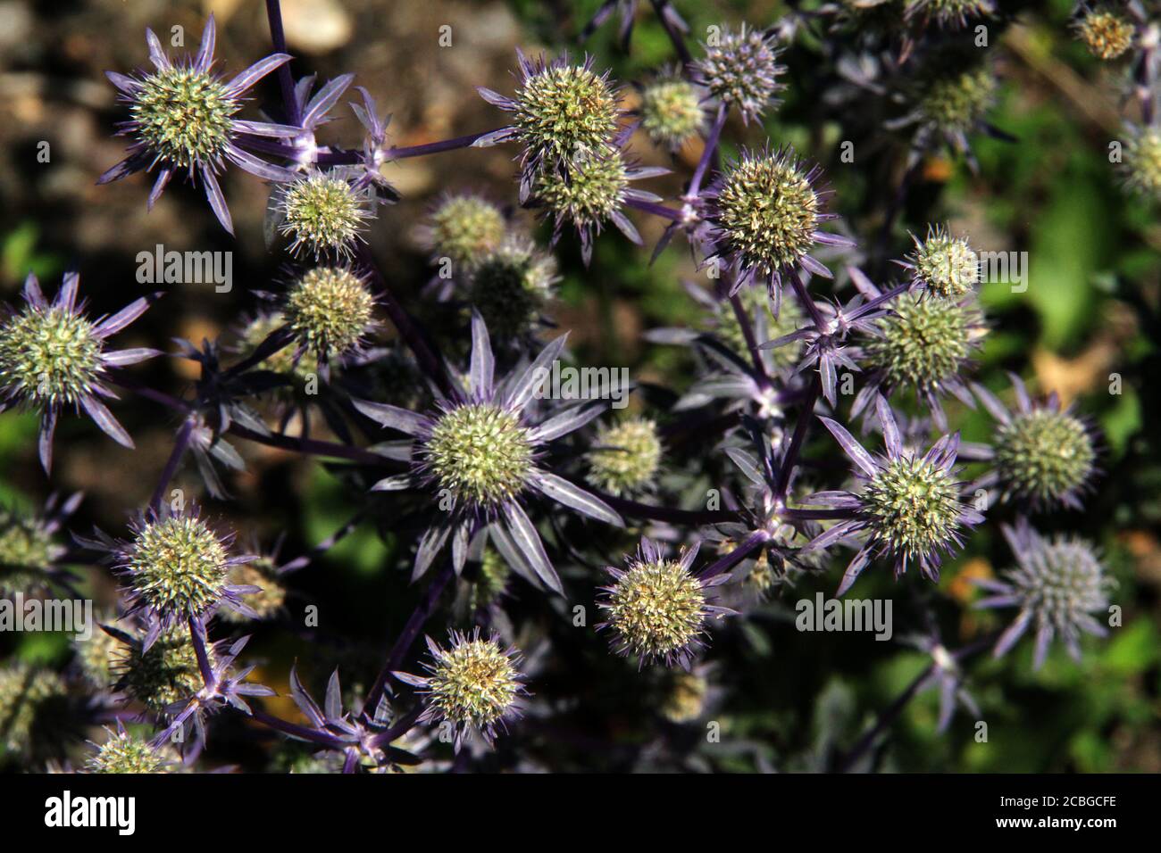 Eryngium Planum (Blauer Hobbit/Alpinum Sea Holly) in Blüte Stockfoto