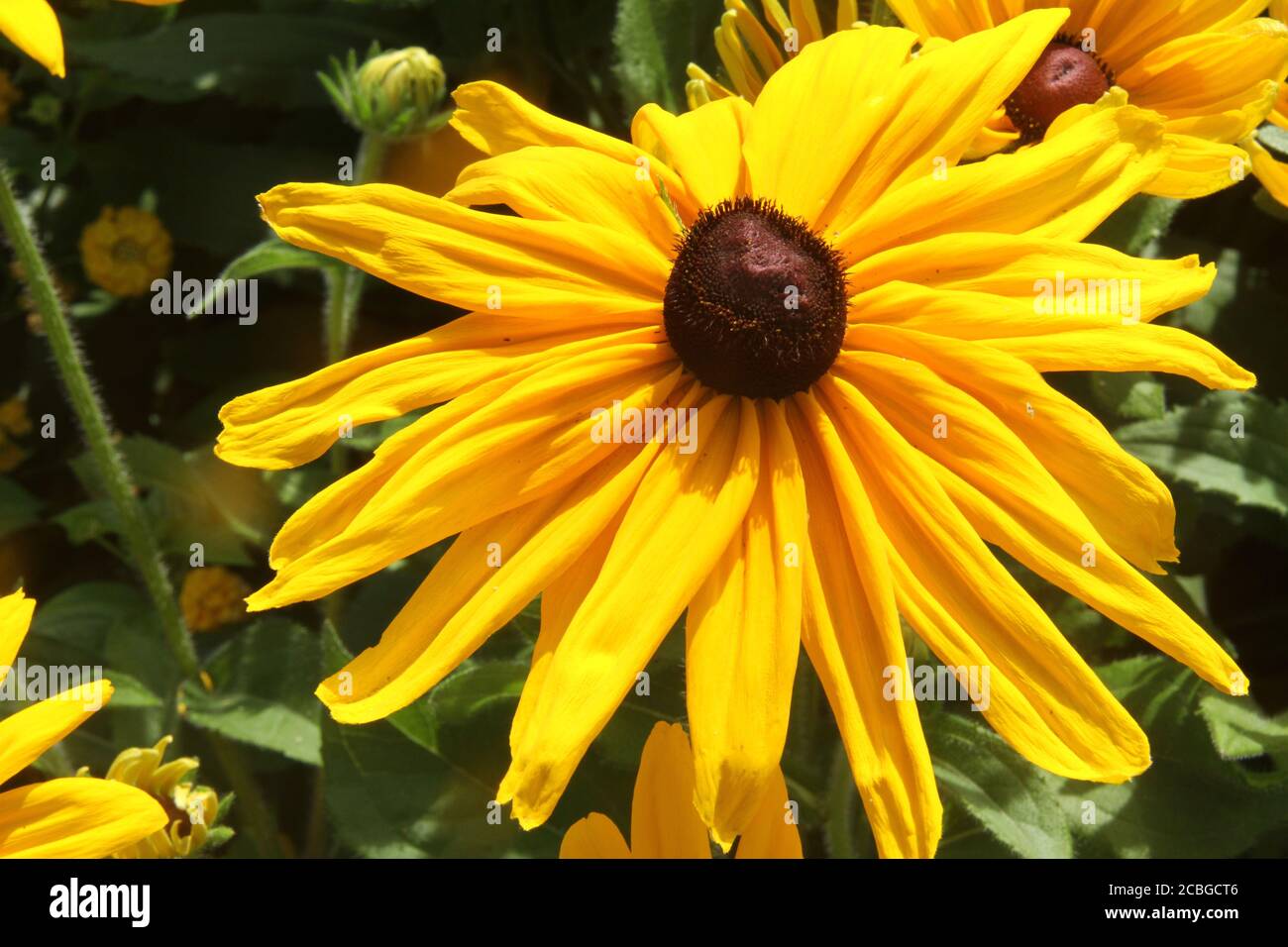 Schwarzäugige Susan/Gelbe Kegelblumen Stockfoto