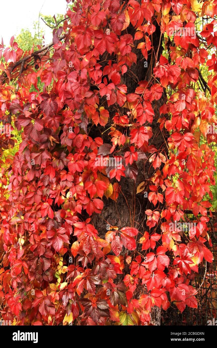 Virginia Creeper Rebe im Herbst Stockfoto