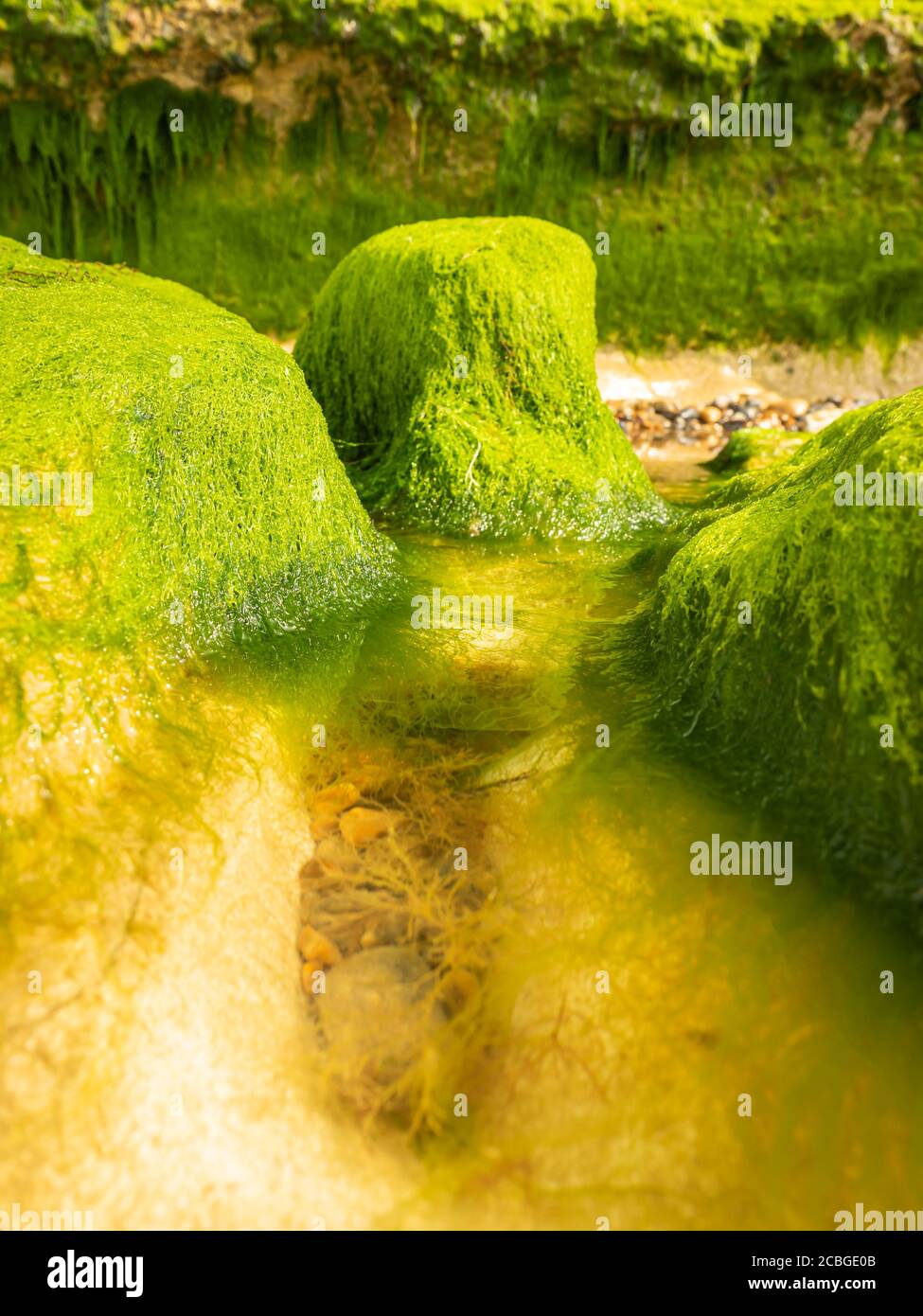 Klippen und Täler von Kutweed bedeckt Stockfoto