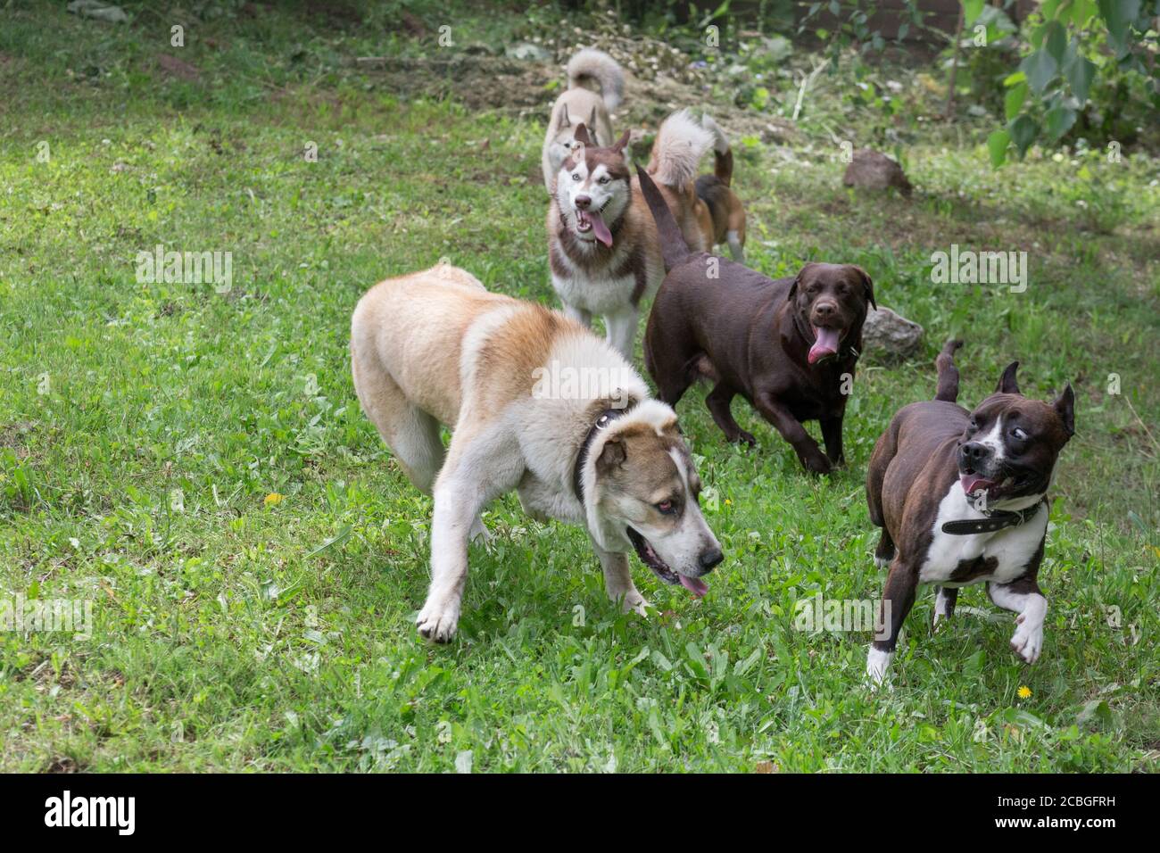 Sechs Hunde laufen auf einem grünen Rasen im Sommerpark. Haustiere. Reinrassig. Stockfoto