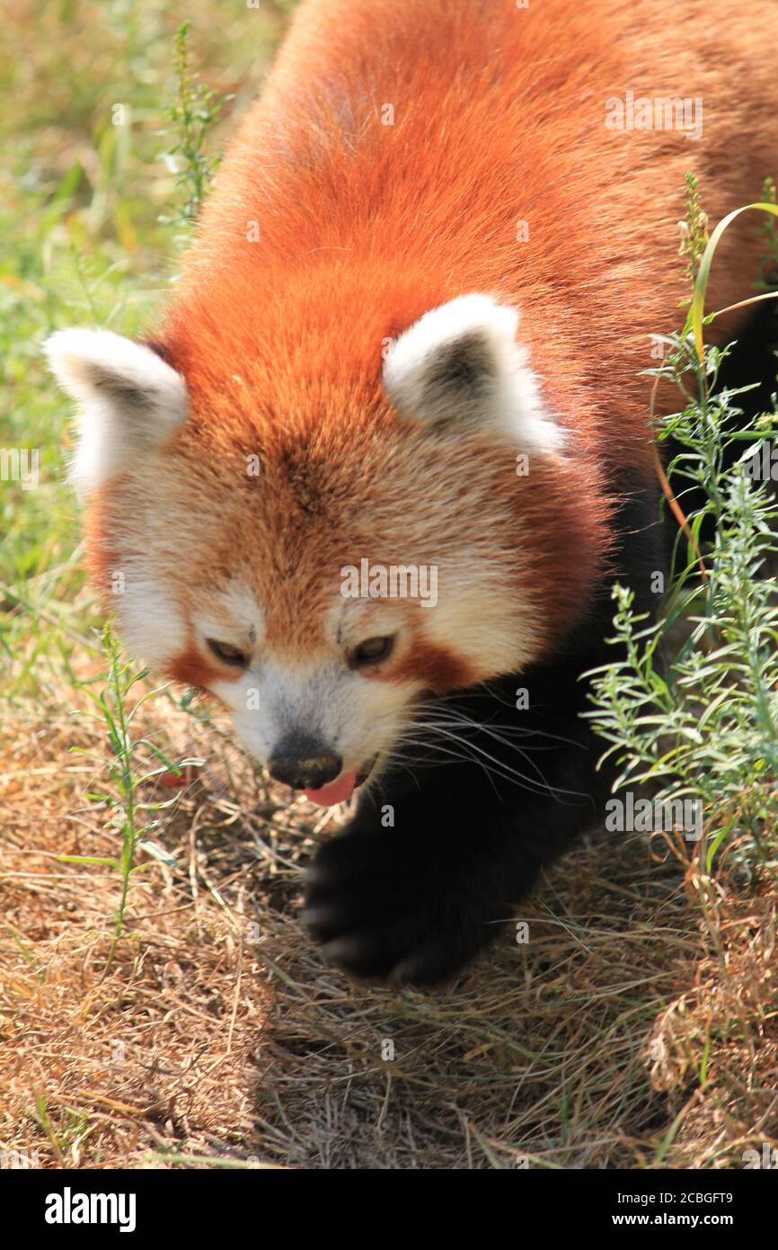 Roter panda Stockfoto