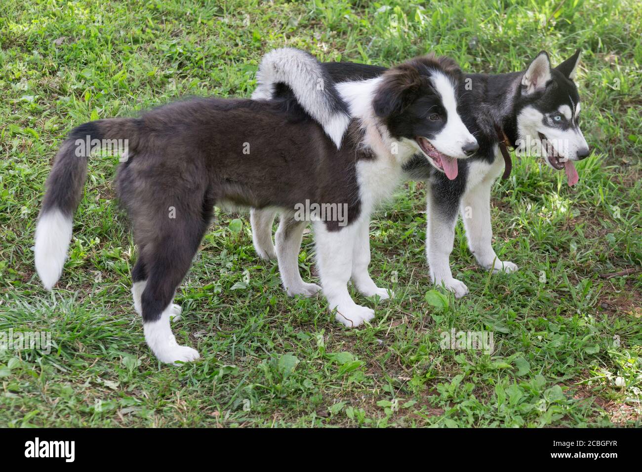 Collie Husky Stockfotos Und Bilder Kaufen Alamy
