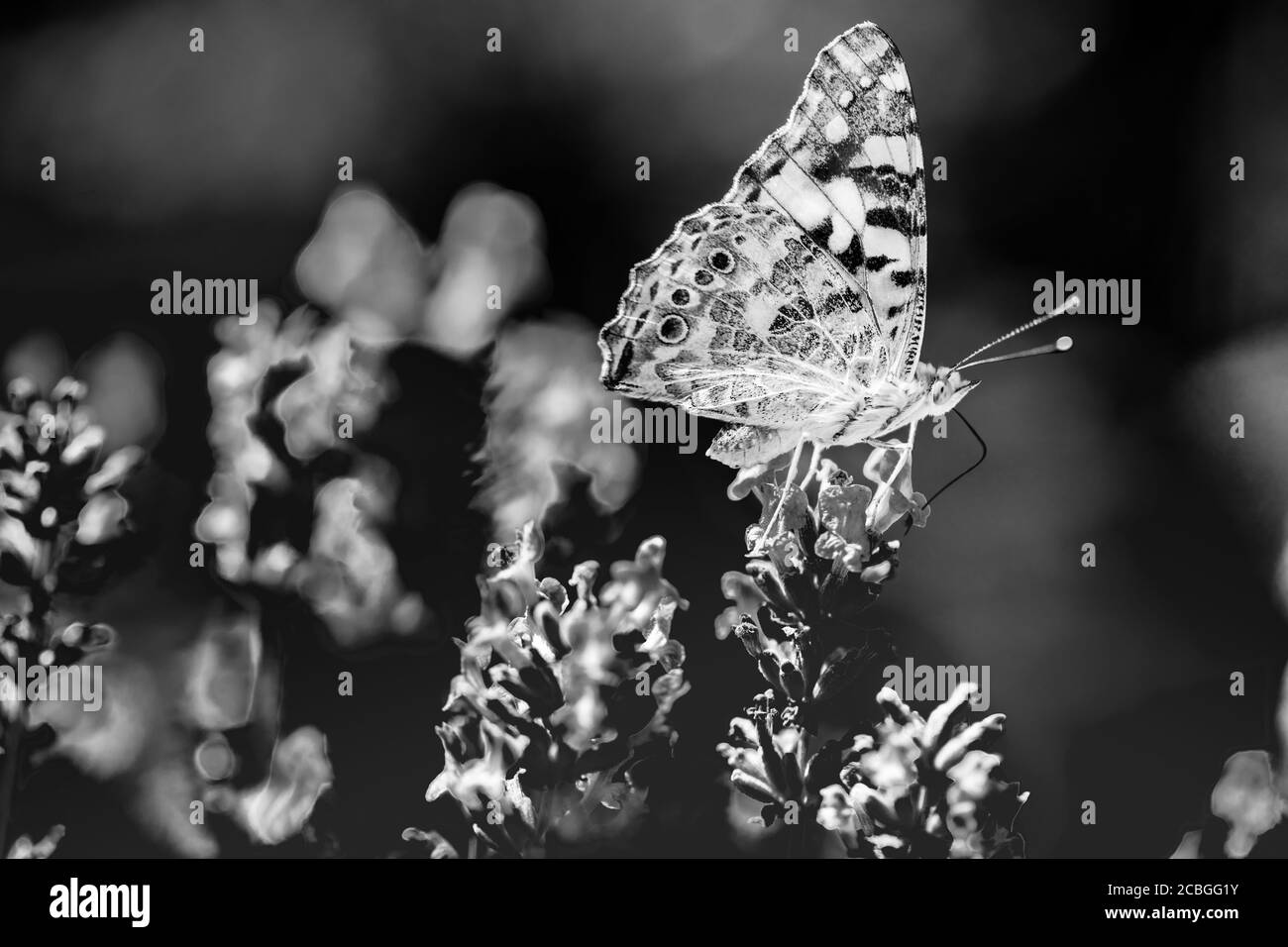 Schwarz-weiße Natur mit Schmetterlingen auf Blumen aus nächster Nähe im Garten. Unscharfe monochrome Nahaufnahme Natur Stockfoto