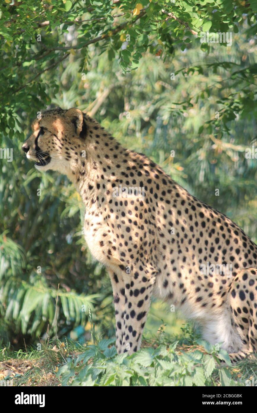 Gepard Stockfoto
