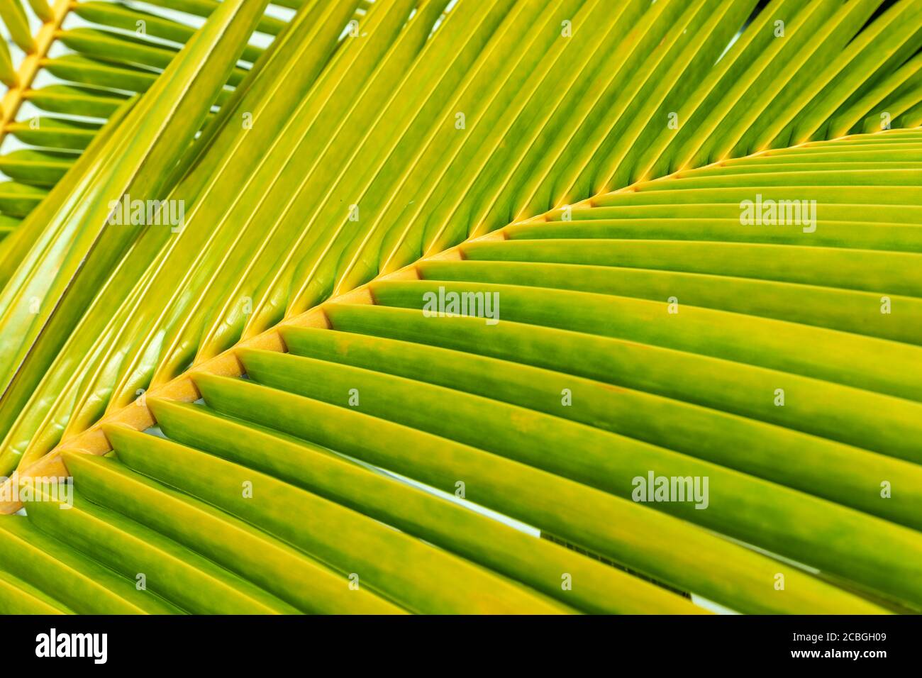 Grüne Palme Blatt Textur Hintergrund. Zucker Palmblatt Textur in Nahaufnahme für Hintergrund. Stockfoto