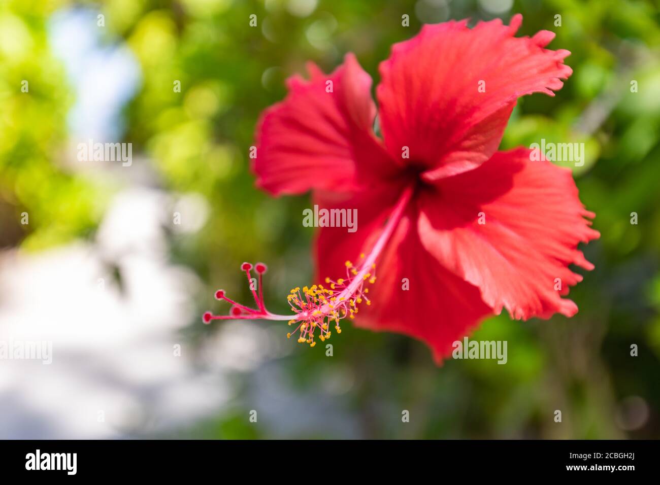 Rote Hibiskusblüte auf grünem Hintergrund. Im tropischen Garten. Hibiskusblüte in exotischem Naturmuster. Entspannende Natur floralen, tropischen Dschungel Stockfoto