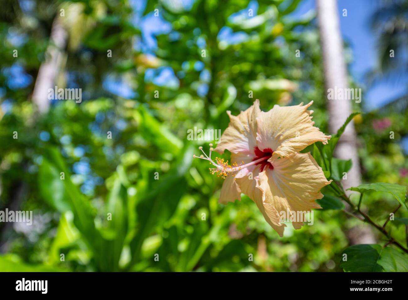 Rote Hibiskusblüte auf grünem Hintergrund. Im tropischen Garten. Hibiskusblüte in exotischem Naturmuster. Entspannende Natur floralen, tropischen Dschungel Stockfoto