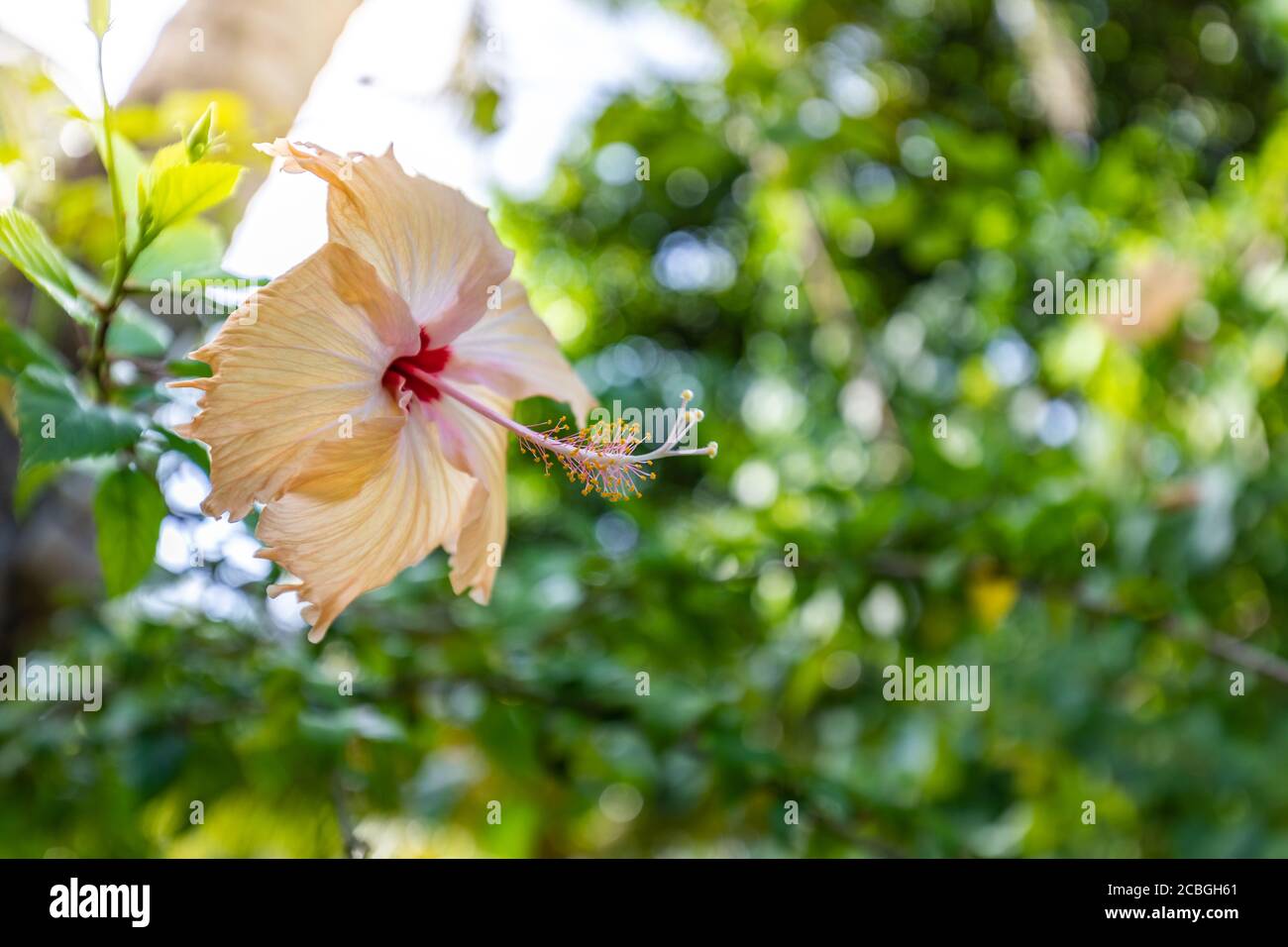 Rote Hibiskusblüte auf grünem Hintergrund. Im tropischen Garten. Hibiskusblüte in exotischem Naturmuster. Entspannende Natur floralen, tropischen Dschungel Stockfoto
