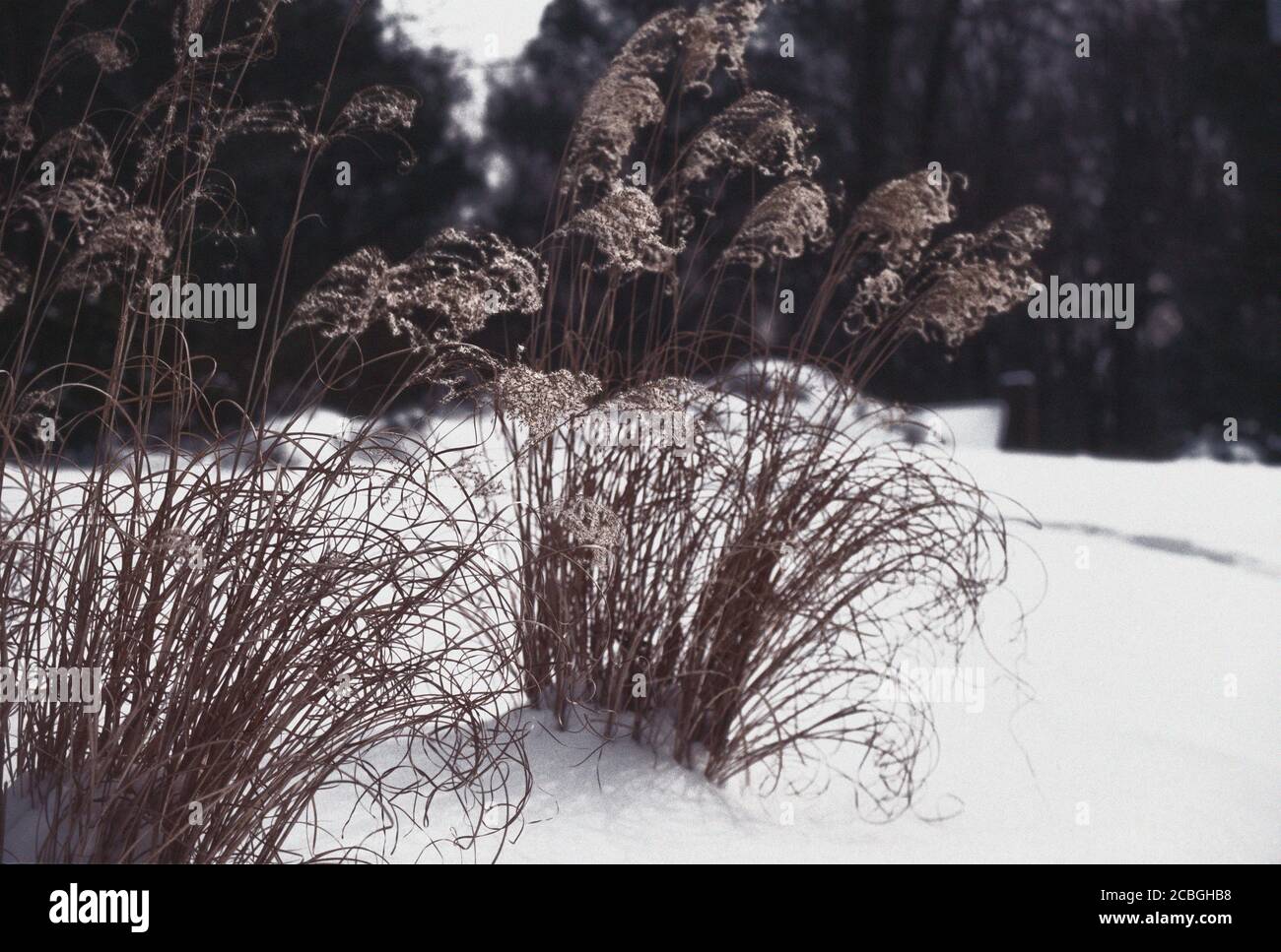 Ziergräser im Schnee Stockfoto