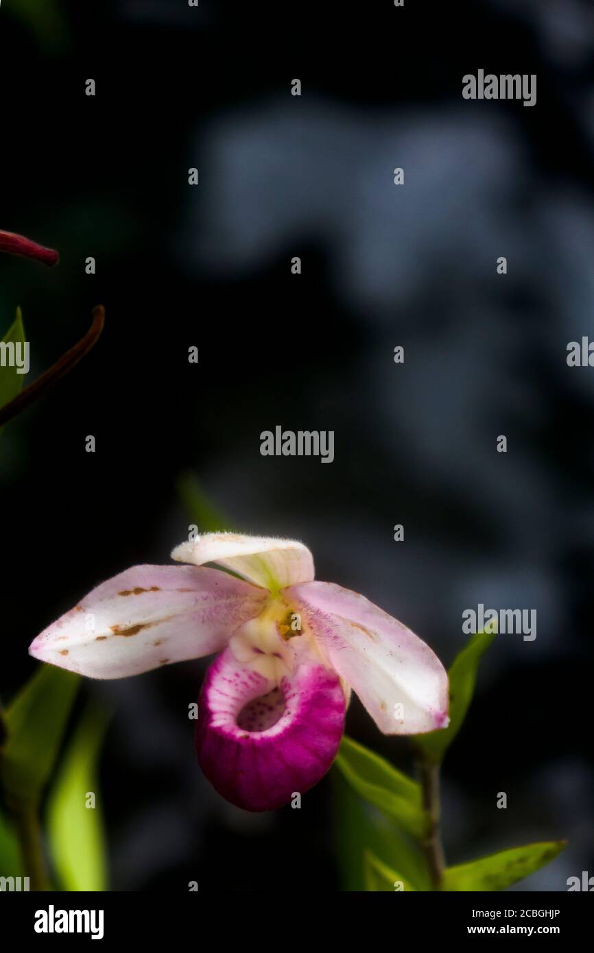 Rosa Orchidee Stockfoto