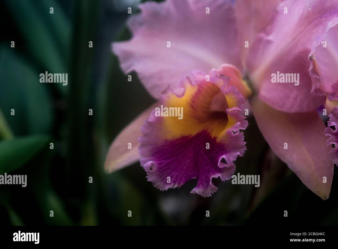 Rosa Orchidee Stockfoto