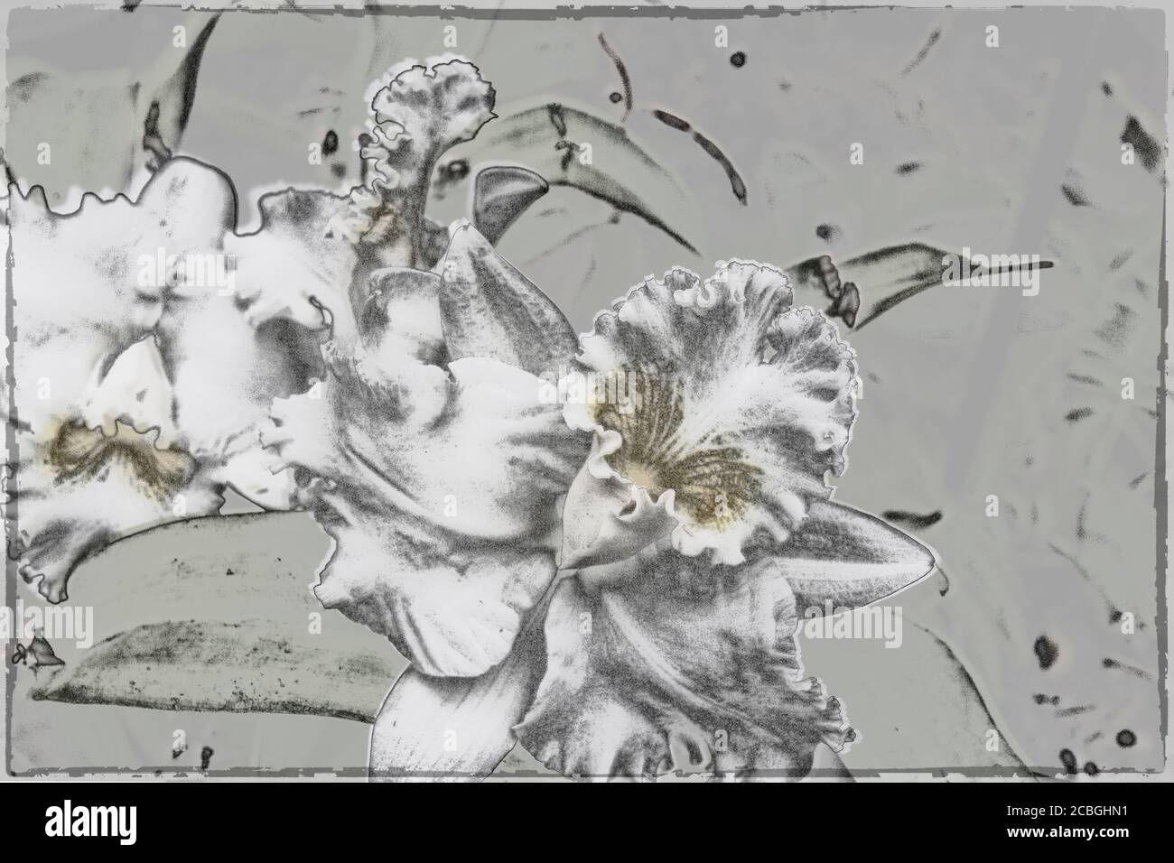 Schwarze und weiße Orchidee Stockfoto