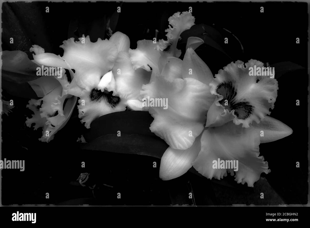 Schwarze und weiße Orchidee Stockfoto