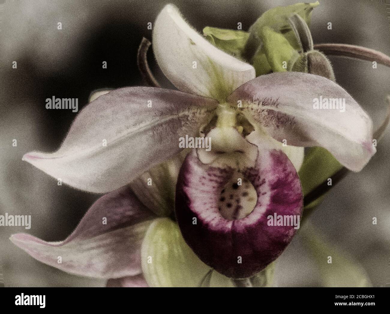 Rosa Orchidee Stockfoto