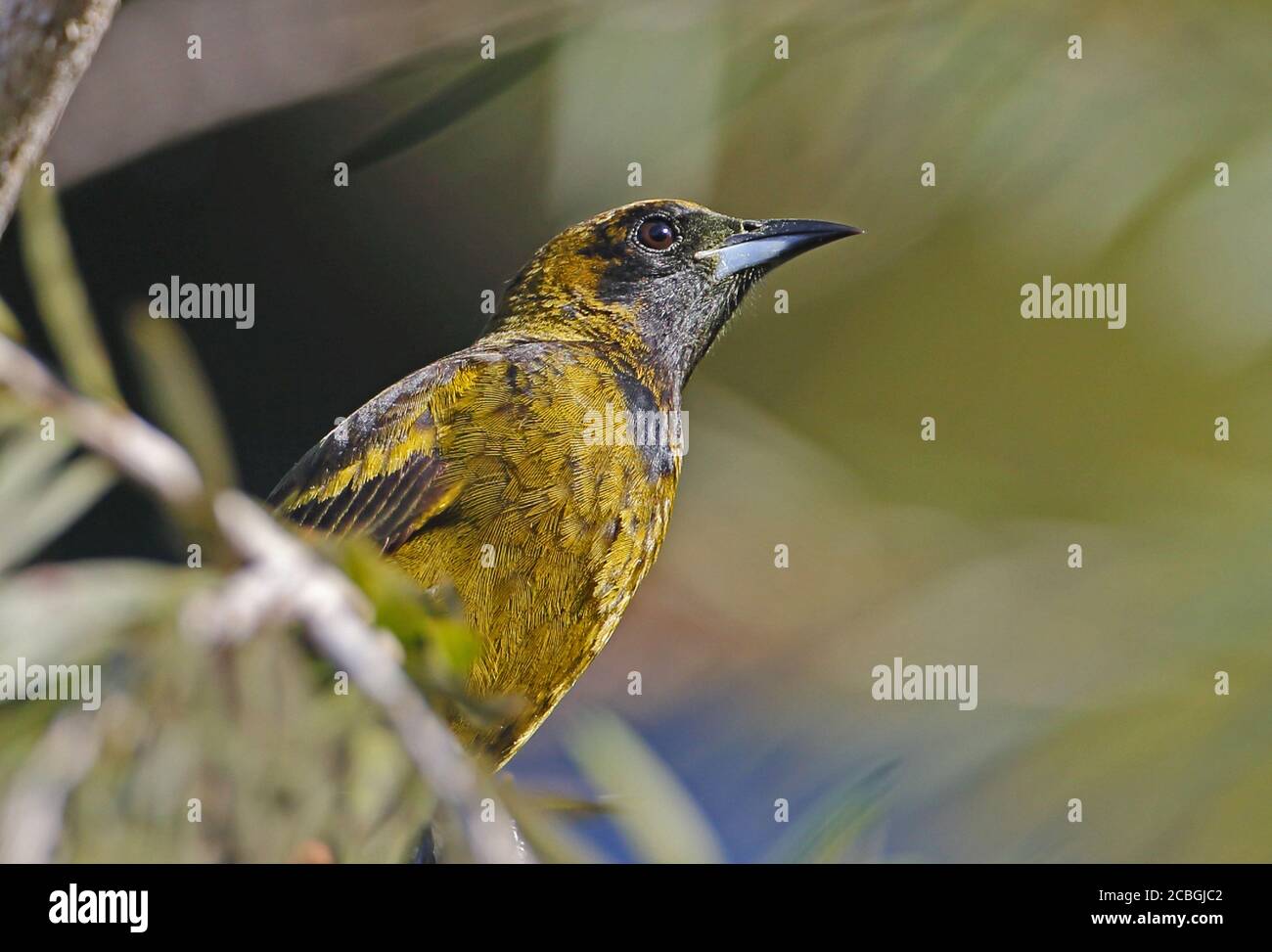 Kubanischer Oriole (Icterus melanopsis) Nahaufnahme der unreifen (kubanischen endemischen) Halbinsel Zapata, Kuba März Stockfoto