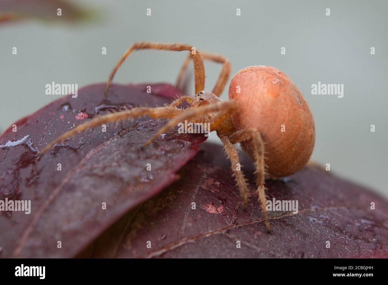 Rote große Spinne auf einem farbigen Blatt Mädchen Trauben. Stockfoto