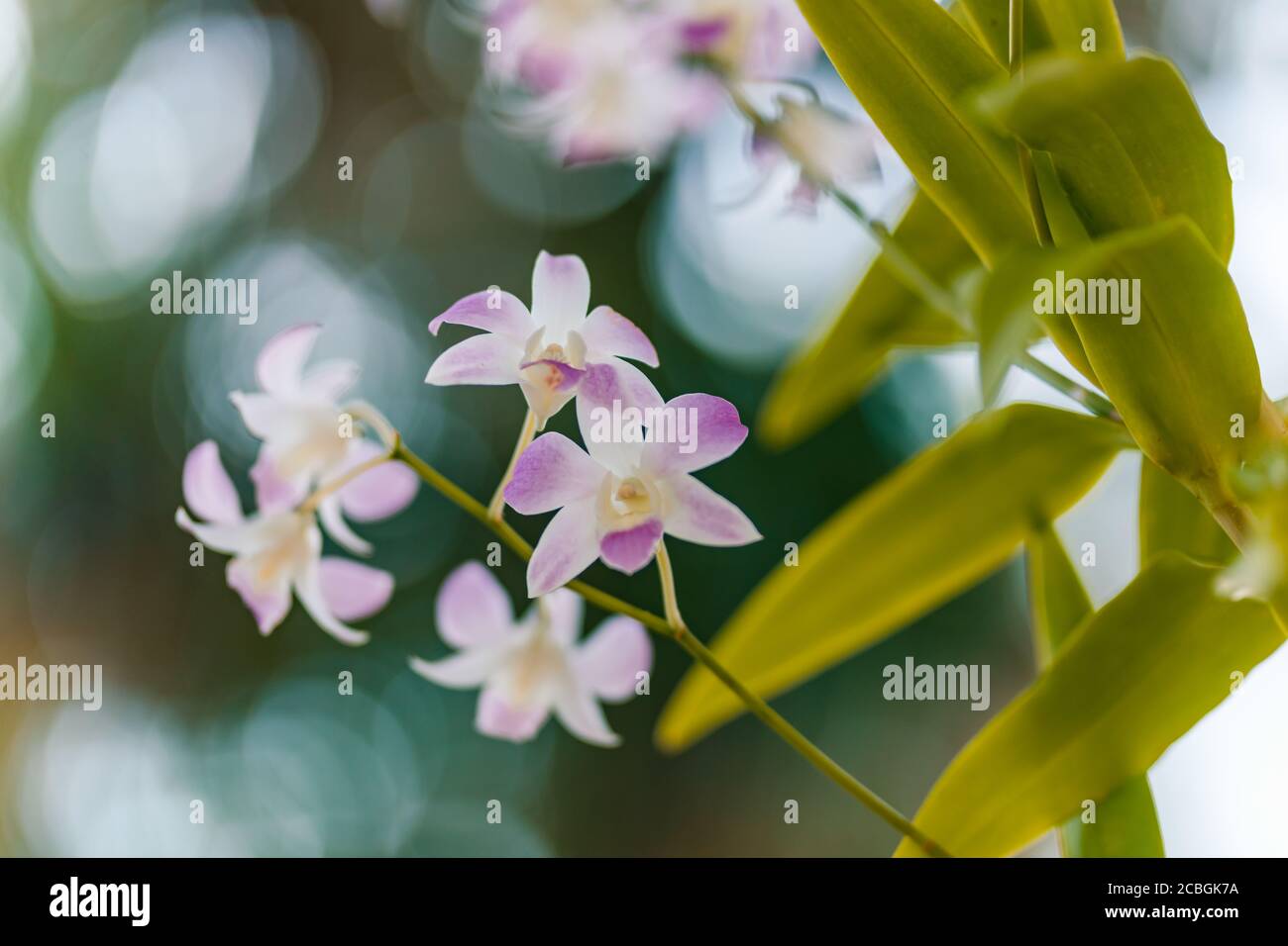 Orchidee im Garten im Winter oder Frühling Postkarte Schönheit und Landwirtschaft Idee Konzept Design. Phalaenopsis Orchidee. Stockfoto