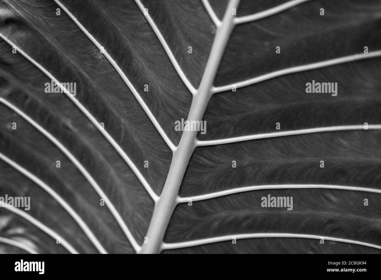 Struktur der Palme in der Morgensonne. Makro, tropisches Naturmuster. Frische grüne Palmenblätter Stockfoto