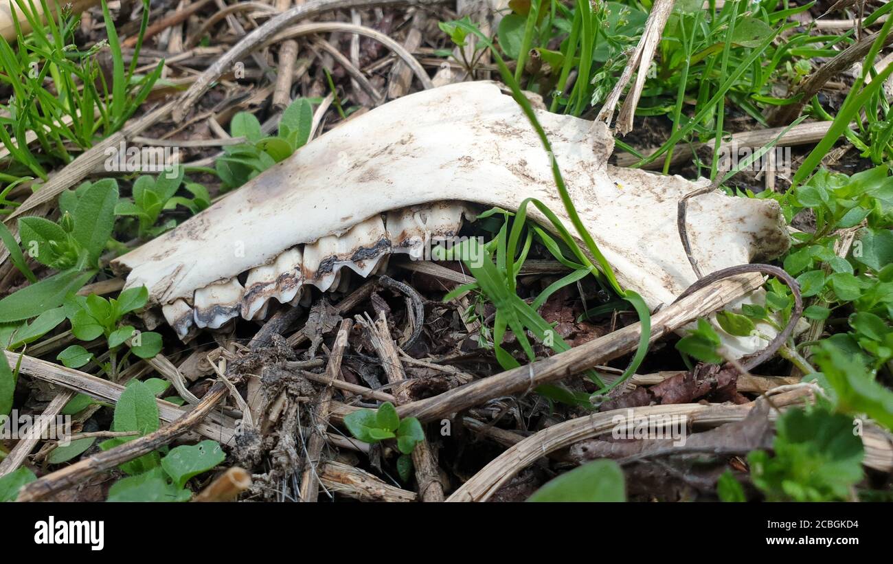 Schadel Vogel Stockfotos Und Bilder Kaufen Alamy