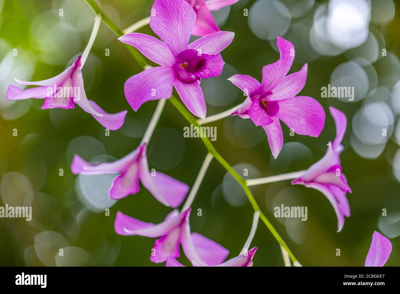 Schöne Blumenkulisse Orchidee mit grünem Blatt Hintergrund. Schöne Natur blühen Blumen auf einem Baum. Exotische Blumen, blühende tropische Pflanzen Stockfoto