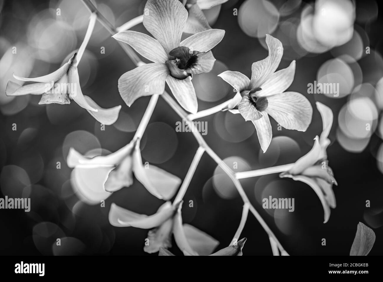 Schöne Blumenkulisse Orchidee mit grünem Blatt Hintergrund. Schöne Natur blühen Blumen auf einem Baum. Exotische Blumen, blühende tropische Pflanzen Stockfoto