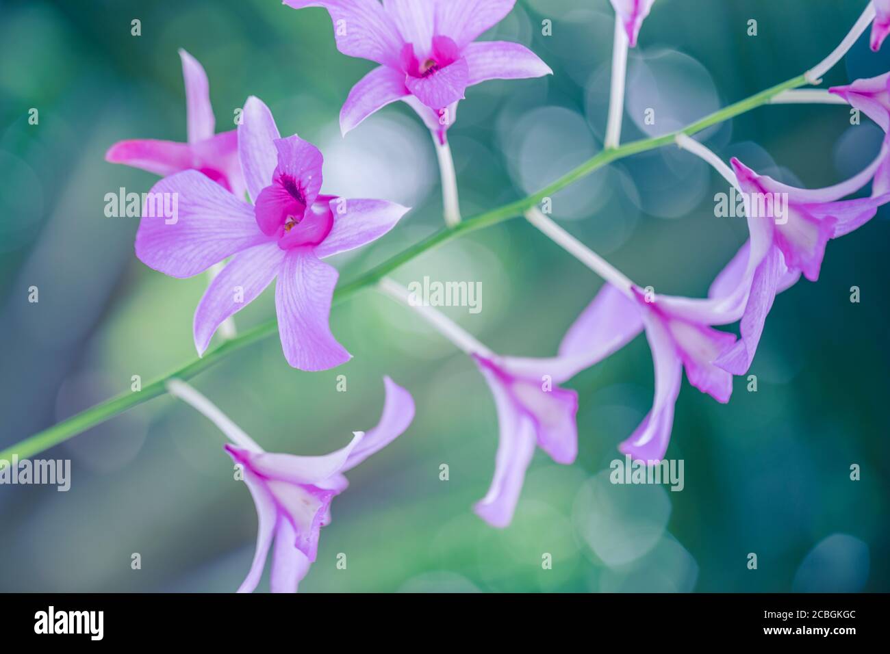 Schöne Blumenkulisse Orchidee mit grünem Blatt Hintergrund. Schöne Natur blühen Blumen auf einem Baum. Exotische Blumen, blühende tropische Pflanzen Stockfoto