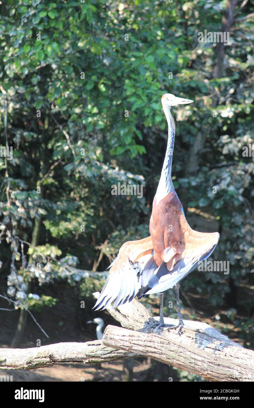 Riesenreiher Stockfoto