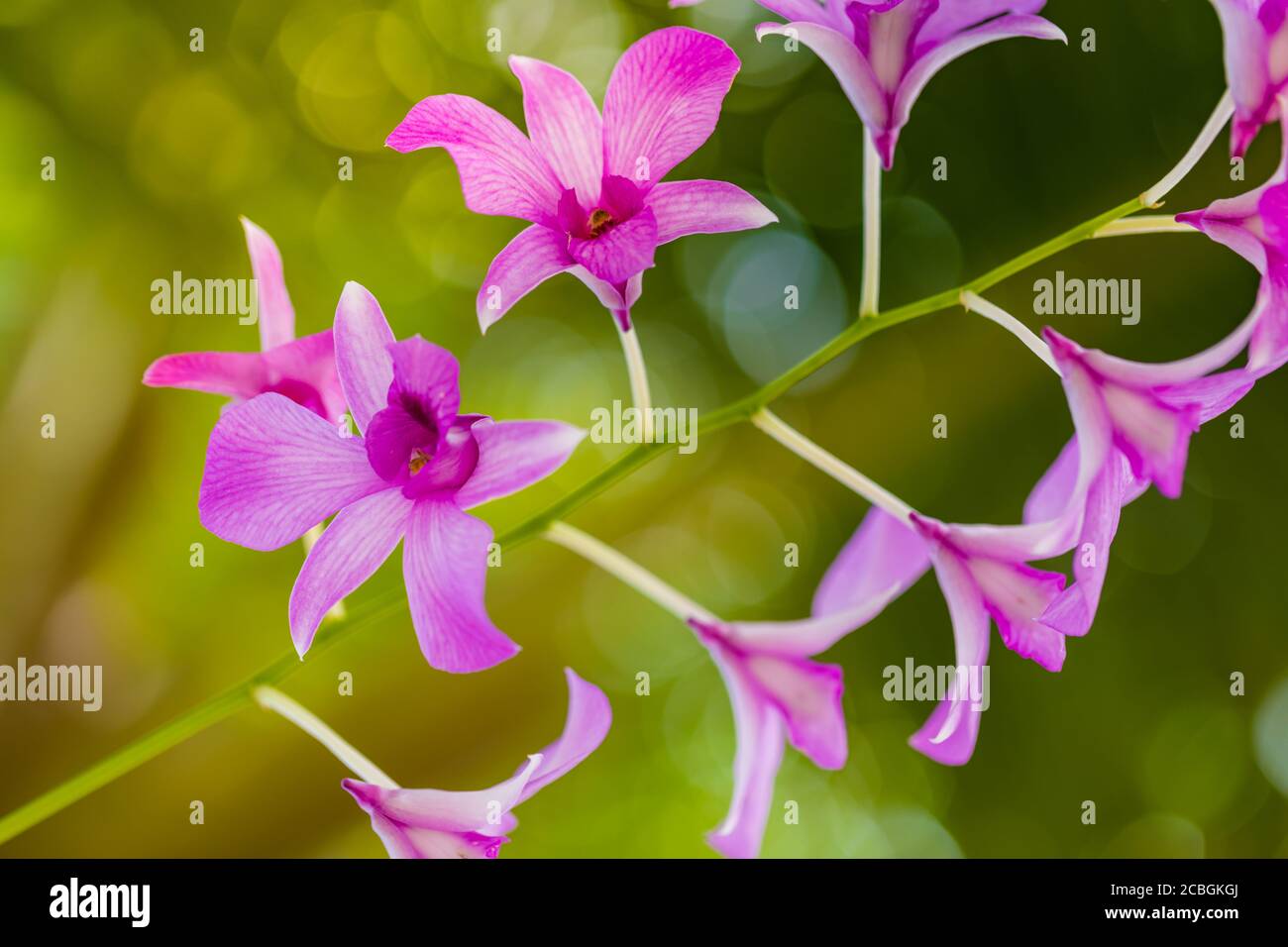 Schöne Blumenkulisse Orchidee mit grünem Blatt Hintergrund. Schöne Natur blühen Blumen auf einem Baum. Exotische Blumen, blühende tropische Pflanzen Stockfoto