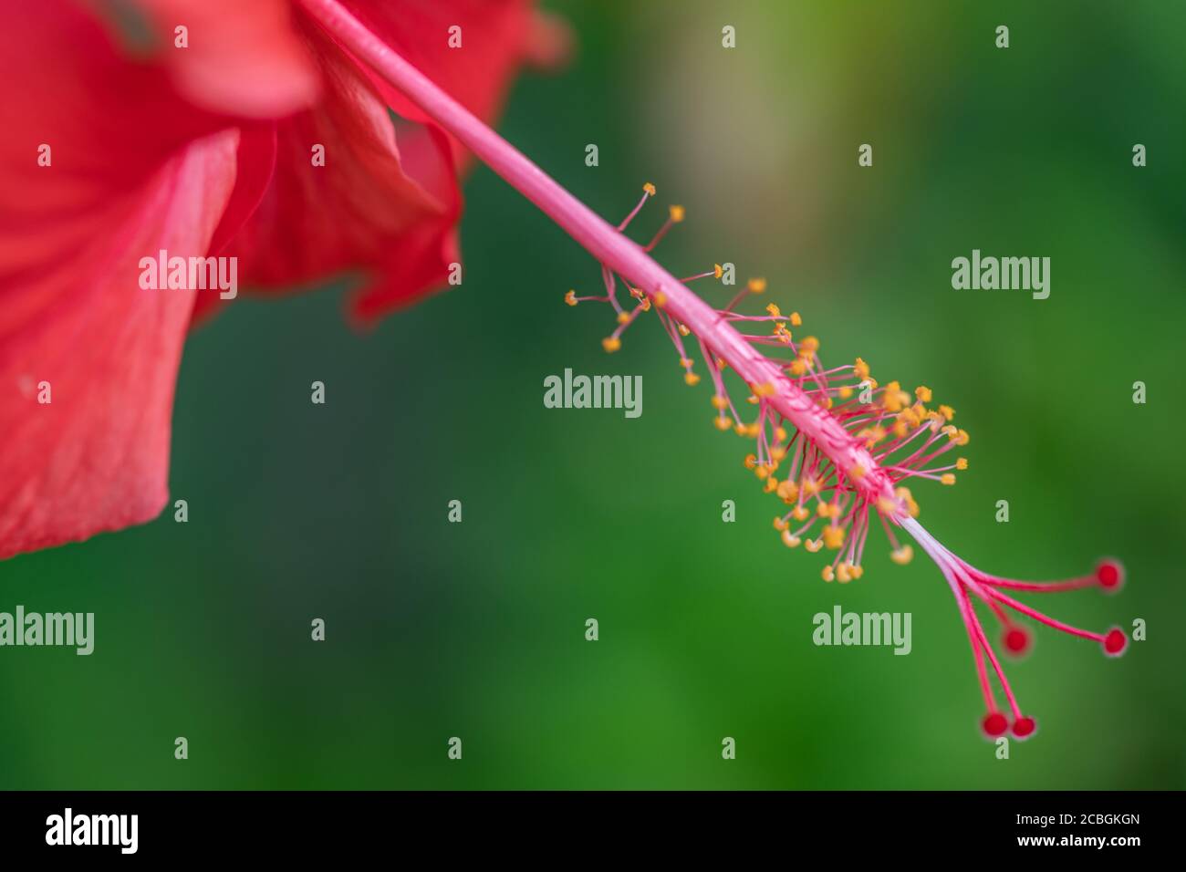 Rote Hibiskusblüte, Makroansicht. Tropisches Naturmuster, floraler Hintergrund mit verschwommener grüner Natur Stockfoto