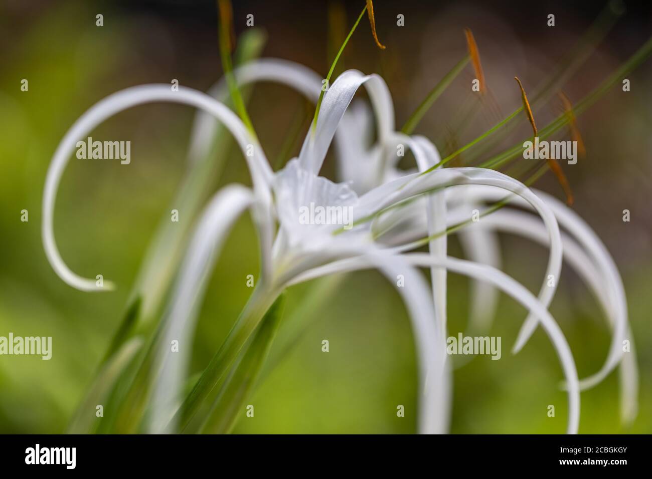 Nahaufnahme der weißen tropischen Lilie Blume mit Wassertropfen mit verschwommenem Garten Hintergrund. Exotischer Blumenhintergrund, weiche Pastellfarben, helle Natur Stockfoto