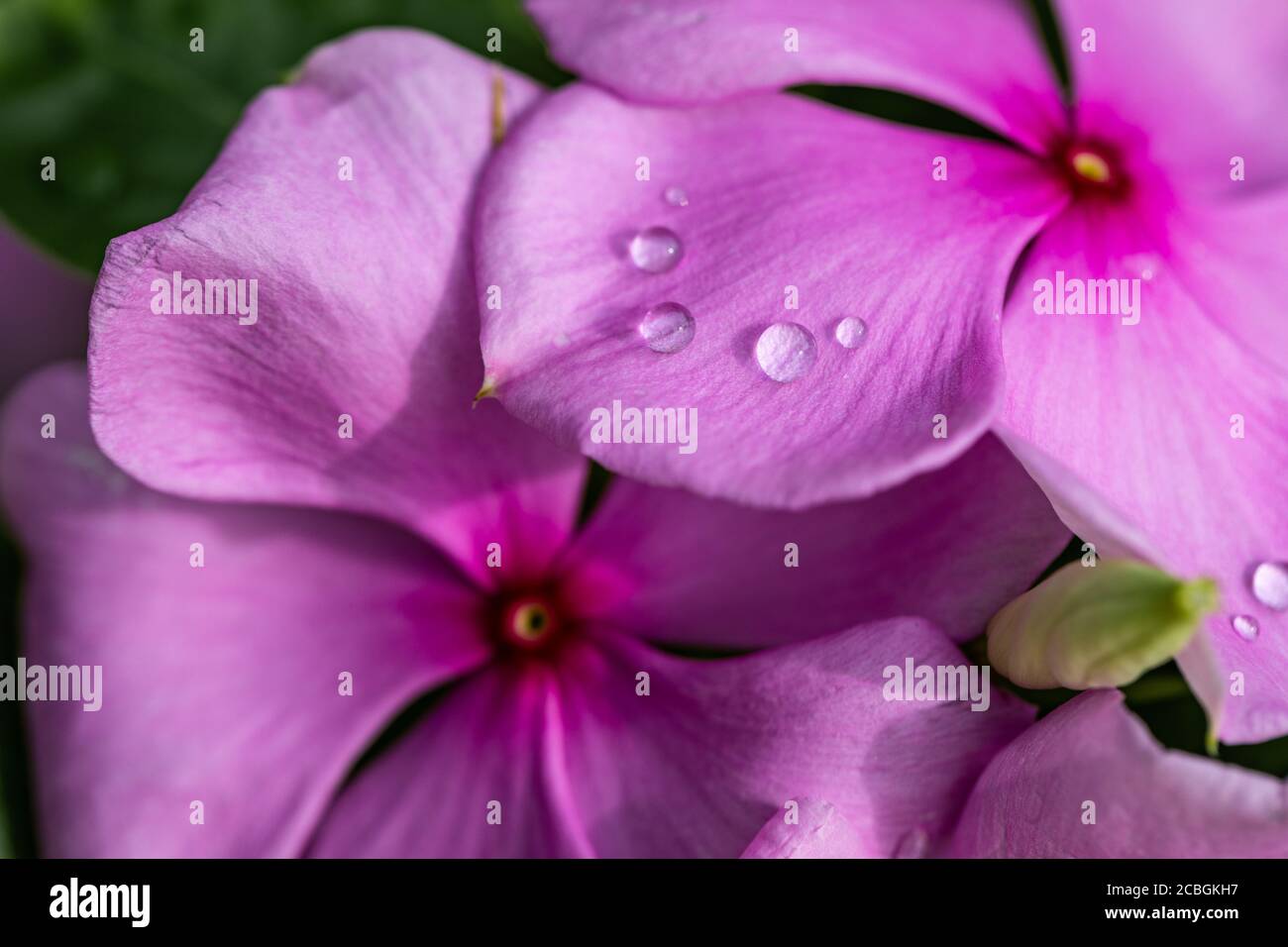 Closeup rosa Blume mit Wassertropfen. Makroansicht Blume, schöner Hintergrund. Schöne glänzende Wassertröpfchen auf Blütenblatt Pfingstrose Makro Stockfoto