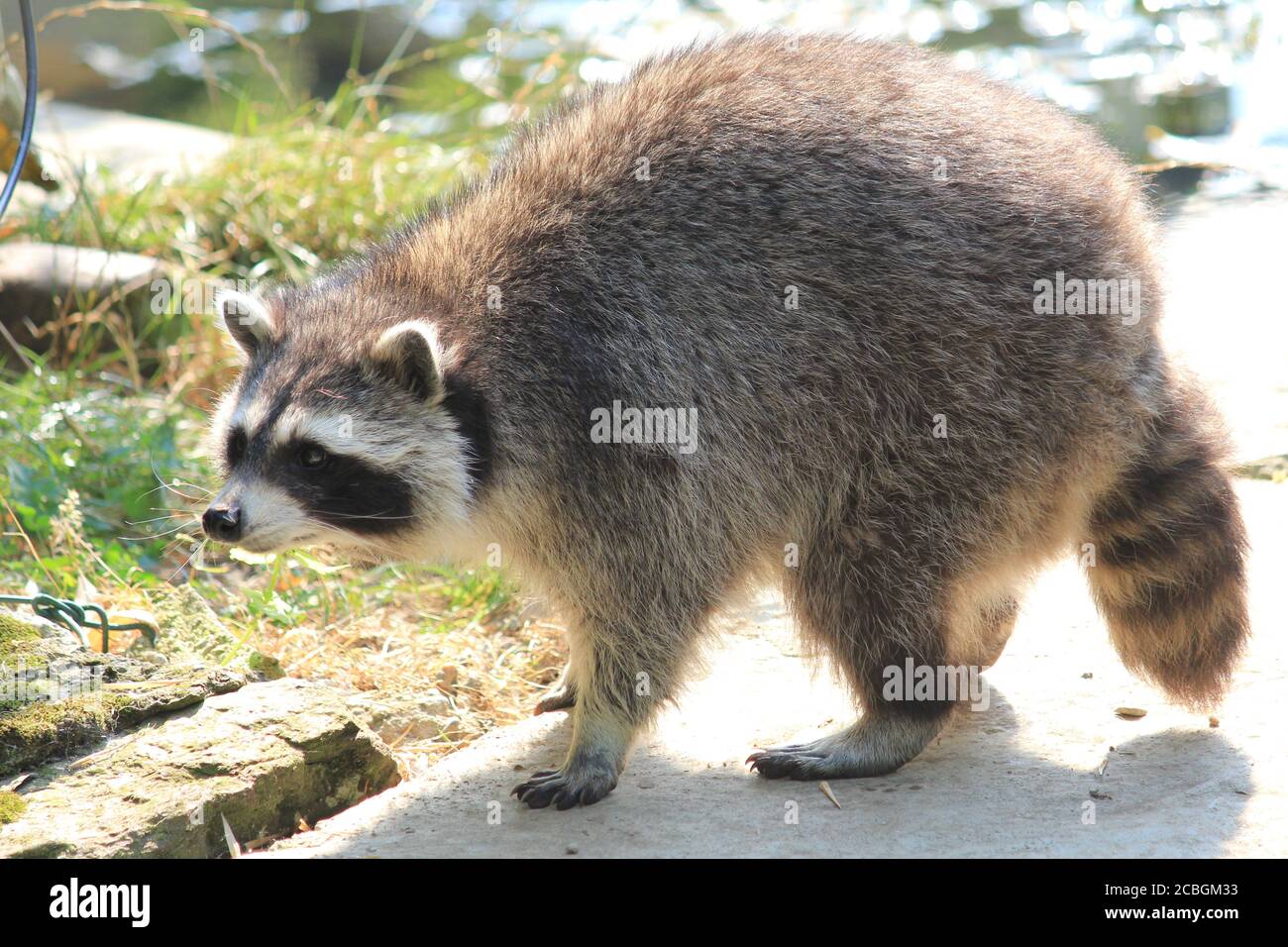 Waschbär in Dierenrijk Mierlo in den Niederlanden Stockfoto